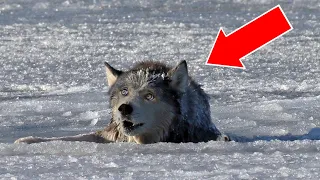 O Caçador Não Conseguiu Superar O Lobo Meio Morto E CONGELADO, O Que Aconteceu Depois É Incrível!