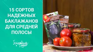 15 сортов надежных баклажанов для средней полосы