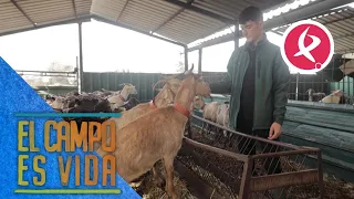 Estas son las 4 razas autóctonas de cabras que tiene Jose en su explotación | El campo es vida