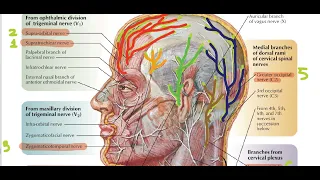 Sensory Nerve Supply of the Scalp | Head and Neck Anatomy