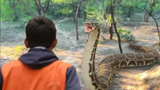 Anaconda snake chasing  boy video long  #anaconda  #snake #anaconda