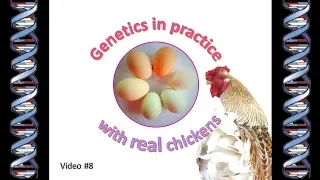 Chicken Genetics 8 - Genetics in practice - with real chickens!