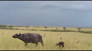HYENAS ATTACKING AND EATING A NEWBORN BUFFALO CALF || WILD EXTRACTS😥