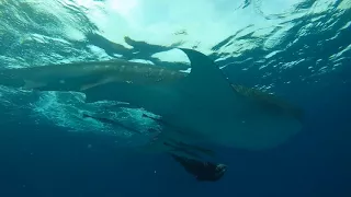 Whale Shark in Egypt (Tiran Island) / Китовая акула в Египте (остров Тиран)