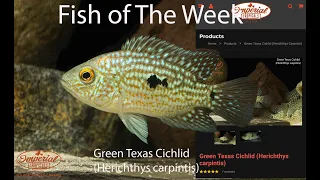 Green Texas Cichlid (Herichthys carpintis) #imperialtropicals #GreenTexasCichlid(Herichthyscarpintis