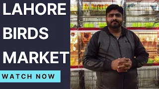 Tollinton Market Famous | Price update | Ali bhai birds & Cage | Part 2