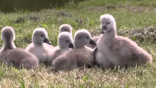 Swans and cygnets