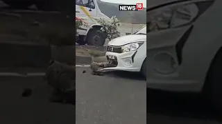 Leopard Comes Under A Car, Escapes With bruises | #Shorts | Animal Video | CNN News18