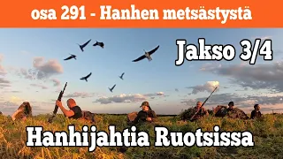 Osa 291 - Hanhen metsästystä Ruotsissa - Jakso 3/4 - 2022/2023