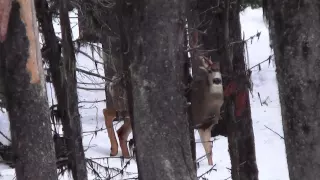 Mule Deer Hunting - Stuck N The Rut 46