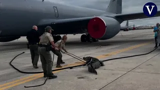 An alligator invades the landing strip of a military airport and they cannot easily remove it