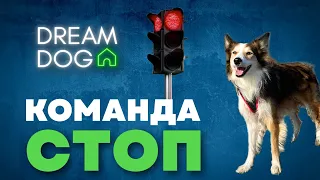 Команда Стой 🐶 Отучить собаку бежать к людям и собакам 🐕 Научить щенка останавливаться на поводке 🐩