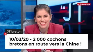 JT Breton du mardi 10 mars 2020 : 2 000 cochons bretons en route vers la Chine !