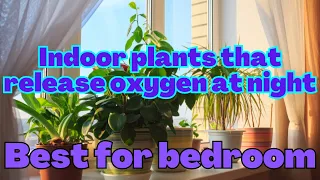 Indoor plants that release oxygen at night, best for bedroom