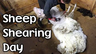 Sheep Shearing Start to finish - Full Process