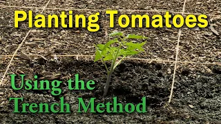 Get Stronger, Healthier Tomatoes Every Time