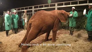Graduation Day for Orphaned Elephants Naleku, Suguroi, & Sagateisa | Sheldrick Trust