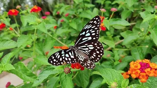 Charming music, piano! Relaxation for the soul! Rest with blooming flowers!