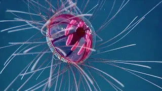 Weirdest Animals of The Deep Sea | Blue Planet Live | Earth Unplugged