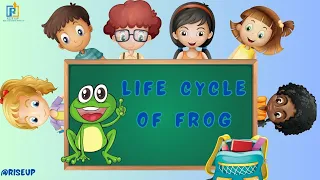 Life cycle of a Frog | How Tadpole Transforms into a Frog #frog #tadpole