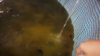 Уровень воды в бассейне для выращивания мраморного сома.