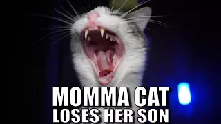 Talking Kitty Cat 58 - Momma Cat Loses Her Son