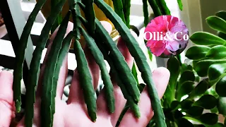 ОБЗОР.  МОИ КОМНАТНЫЕ, ЦВЕТЫ,  РАСТЕНИЯ ЗИМОЙ. Plants. Декабрь 2022