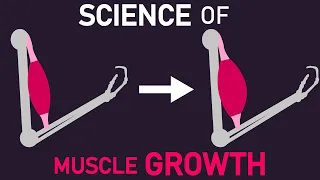 The Science of What Muscle Growth Actually Is