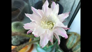 Echinopsis oxygona 2021 Кактус Эхинопсис, цветение