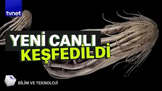 Antarktika'da yeni canlı keşfedildi | Bilim ve Teknoloji