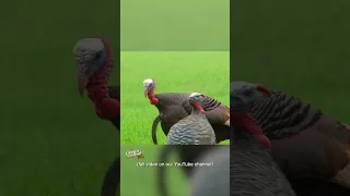 Crossbow Turkey Hunt at 10 Yards! (Tom Beats Up Decoy)