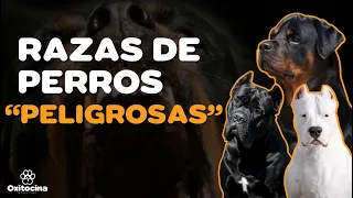 TOP 10 DE RAZAS DE PERROS “POTENCIALMENTE PELIGROSAS”