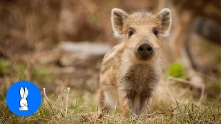 Little Baby Boar Piglets - CUTEST Compilation!