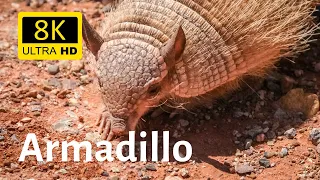 Impressive Close-ups of Armadillo 8K [Ultra HD]