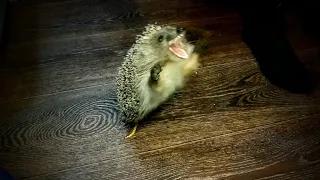 Супер наглый Ёжик Феня!) [Super arrogant Hedgehog Fenya!!]