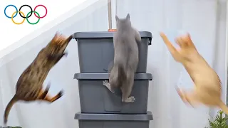 Cats High Jump Olympic Final!ㅣDino cat