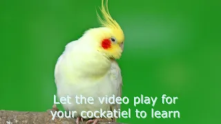 Bird Whistle Training - Cockatiel Trainig Sound - Don't Worry Be Happy