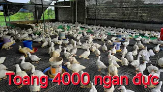 4000 ngan đực rụng lông thì lỗ bao nhiêu tiền?