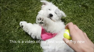 11 week old Coton De Tulear Puppy - First week at home!