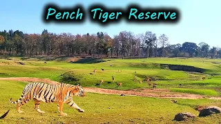 Pench Tiger Reserve | Vannlife The Wildlife Resort