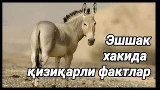 Эшак хакида қизиқарли фактлар