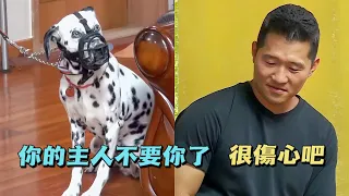 斑點狗攻擊成性7年終成惡犬，女主人下跪求訓犬師把狗帶走，結局出人意料