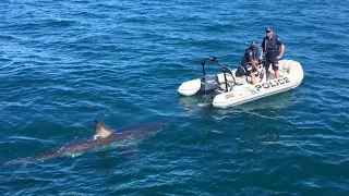 Great white shark interrupts Australian police operation