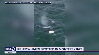 Killer whales spotted in Monterey Bay