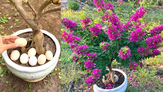 I did this and my bougainvillea miraculously bloomed | bougainvillea flowering tips