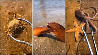 Asian Talented Fisherman Catching Seafood's P(3)🦀🦐 Tik Tok China 🦀🦐 Deep Sea Creatures