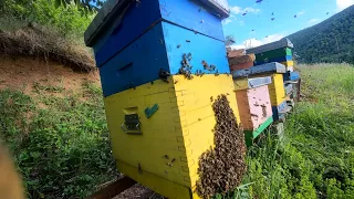 Selekcija najboljeg matičnjaka i da li su pčele donele meda Pčelarstvo 24.04.2024.