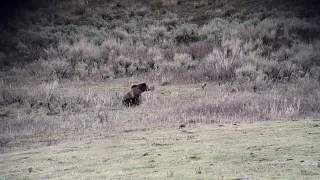 May 3, 2022 Yellowstone Grizzly