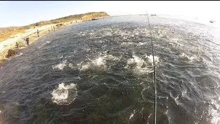 Montauk Fall Fishing- Insane Striped Bass Blitz! Fall Run