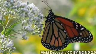 U.S. Government Pledges $3.2M To Protect Monarch Butterflies